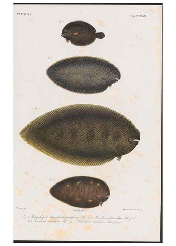 Reproducción/Reproduction 48942364291: Atlas ichthyologique des Indes orientales néêrlandaises :. Amsterdam :Frédéric Muller, editeur,1862-1878. 
