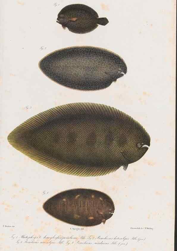 Reproducción/Reproduction 48942364291: Atlas ichthyologique des Indes orientales néêrlandaises :. Amsterdam :Frédéric Muller, editeur,1862-1878. 
