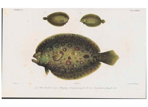 Reproducción/Reproduction 48942364631: Atlas ichthyologique des Indes orientales néêrlandaises :. Amsterdam :Frédéric Muller, editeur,1862-1878. 