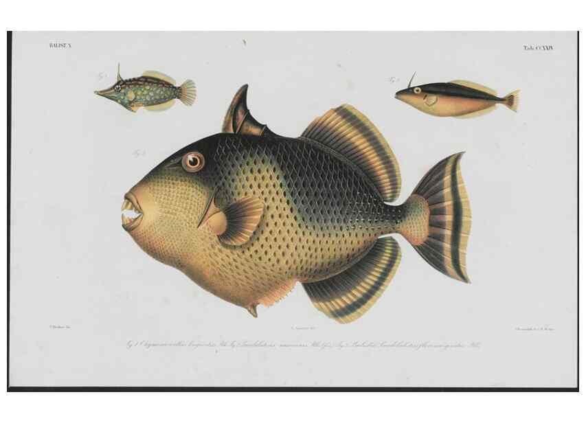 Reproducción/Reproduction 48942319481: Atlas ichthyologique des Indes orientales néêrlandaises :. Amsterdam :Frédéric Muller, editeur,1862-1878. 