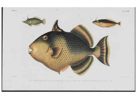 Reproducción/Reproduction 48942319481: Atlas ichthyologique des Indes orientales néêrlandaises :. Amsterdam :Frédéric Muller, editeur,1862-1878. 