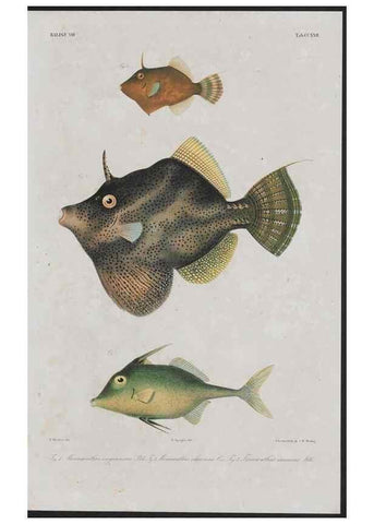 Reproducción/Reproduction 48942510362: Atlas ichthyologique des Indes orientales néêrlandaises :. Amsterdam :Frédéric Muller, editeur,1862-1878. 