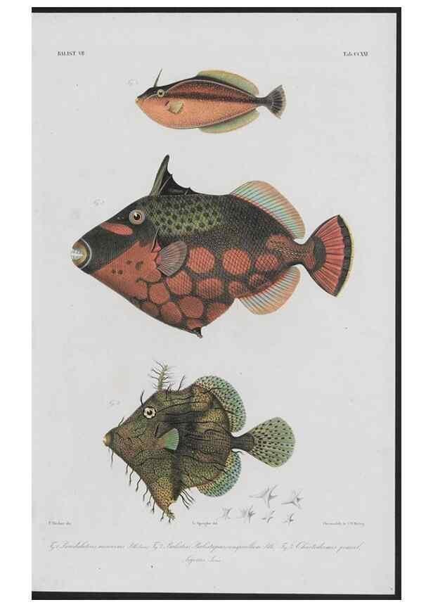 Reproducción/Reproduction 48941772503: Atlas ichthyologique des Indes orientales néêrlandaises :. Amsterdam :Frédéric Muller, editeur,1862-1878. 