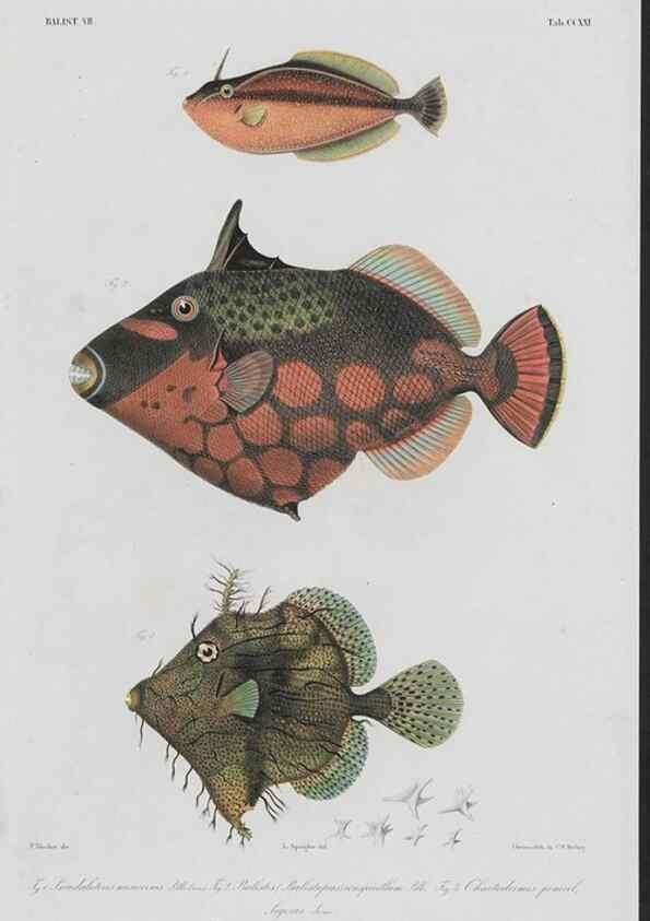 Reproducción/Reproduction 48941772503: Atlas ichthyologique des Indes orientales néêrlandaises :. Amsterdam :Frédéric Muller, editeur,1862-1878. 