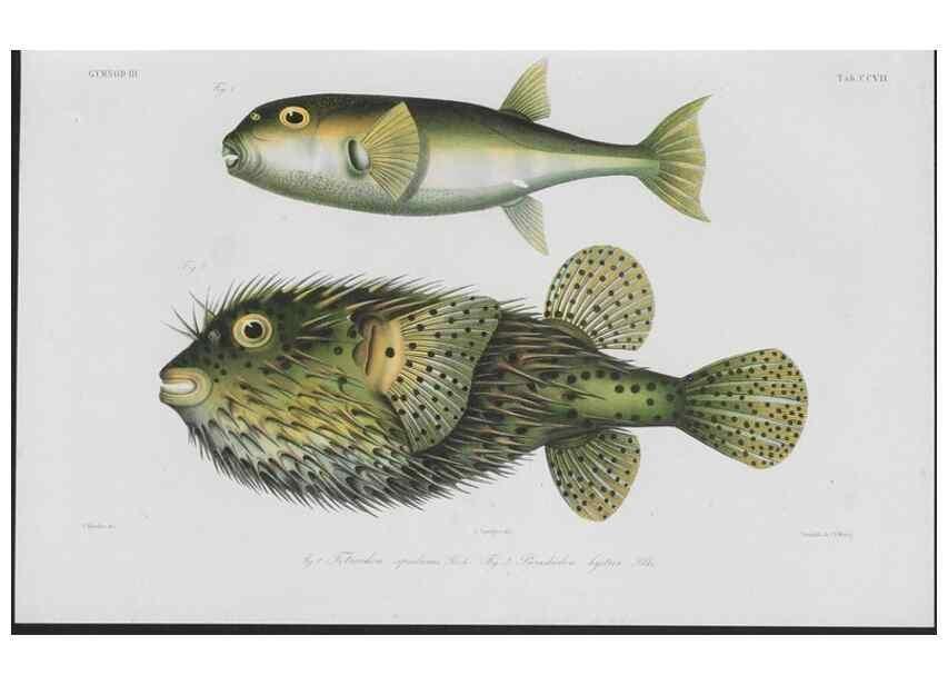 Reproducción/Reproduction 48942505187: Atlas ichthyologique des Indes orientales néêrlandaises :. Amsterdam :Frédéric Muller, editeur,1862-1878. 