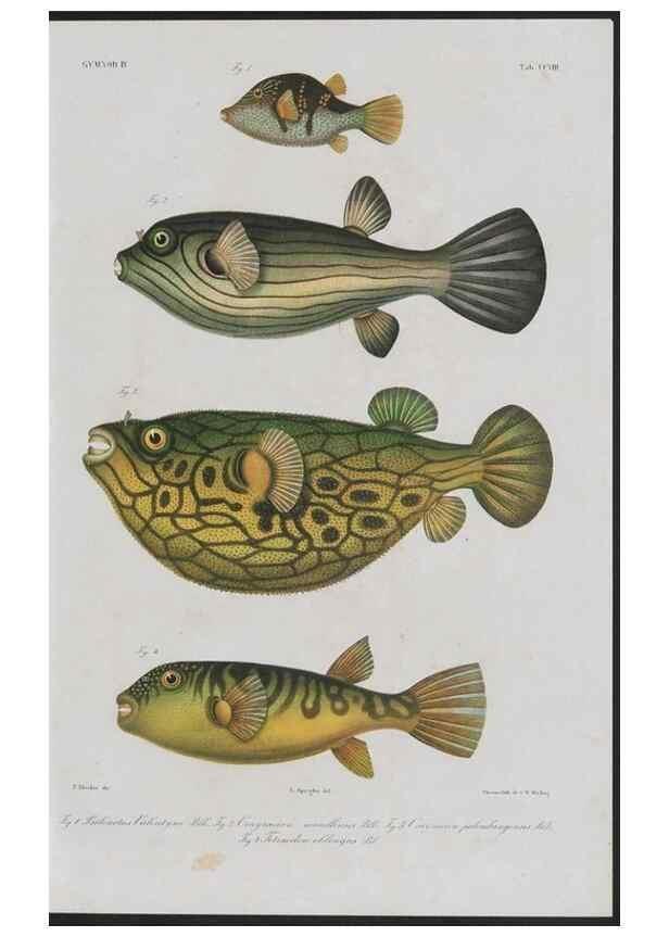 Reproducción/Reproduction 48942505617: Atlas ichthyologique des Indes orientales néêrlandaises :. Amsterdam :Frédéric Muller, editeur,1862-1878. 