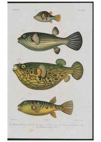 Reproducción/Reproduction 48942505617: Atlas ichthyologique des Indes orientales néêrlandaises :. Amsterdam :Frédéric Muller, editeur,1862-1878. 