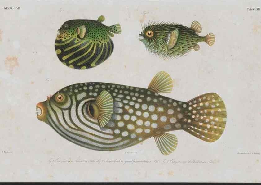 Reproducción/Reproduction 48942315366: Atlas ichthyologique des Indes orientales néêrlandaises :. Amsterdam :Frédéric Muller, editeur,1862-1878. 