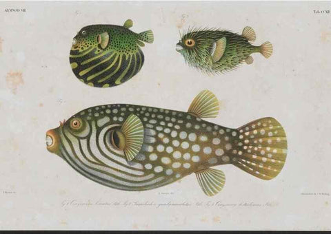 Reproducción/Reproduction 48942315366: Atlas ichthyologique des Indes orientales néêrlandaises :. Amsterdam :Frédéric Muller, editeur,1862-1878. 