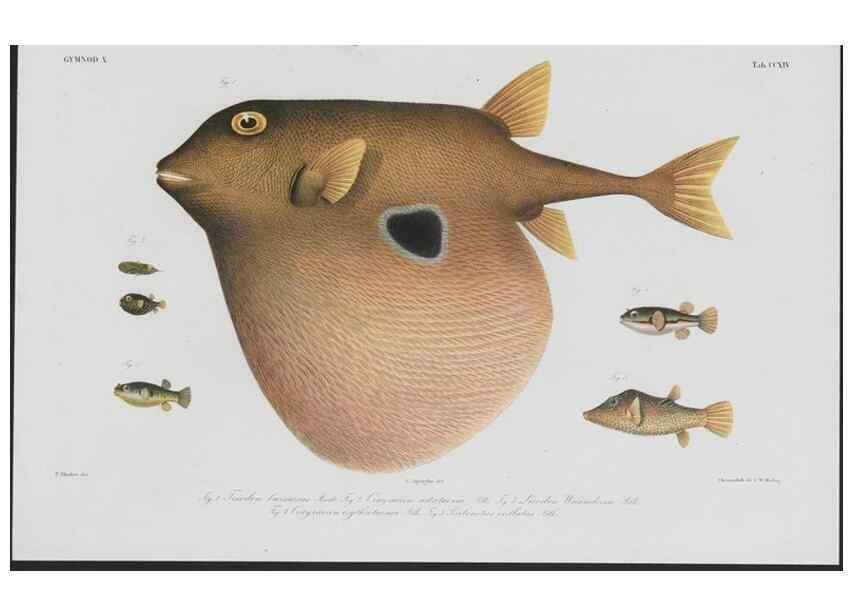 Reproducción/Reproduction 48942316081: Atlas ichthyologique des Indes orientales néêrlandaises :. Amsterdam :Frédéric Muller, editeur,1862-1878. 