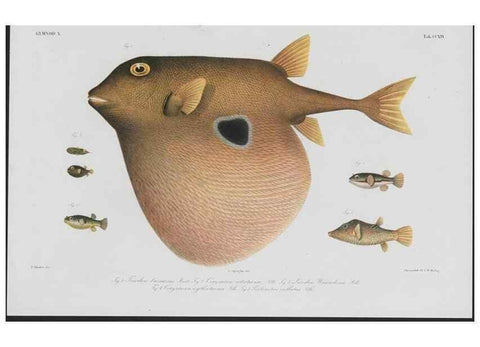Reproducción/Reproduction 48942316081: Atlas ichthyologique des Indes orientales néêrlandaises :. Amsterdam :Frédéric Muller, editeur,1862-1878. 
