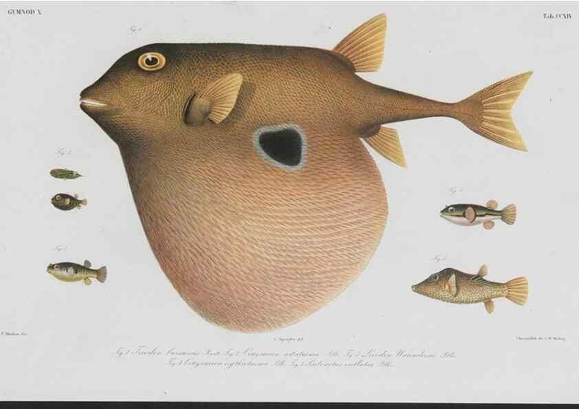Reproducción/Reproduction 48942316081: Atlas ichthyologique des Indes orientales néêrlandaises :. Amsterdam :Frédéric Muller, editeur,1862-1878. 