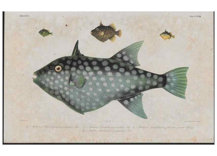 Reproducción/Reproduction 48942317426: Atlas ichthyologique des Indes orientales néêrlandaises :. Amsterdam :Frédéric Muller, editeur,1862-1878. 