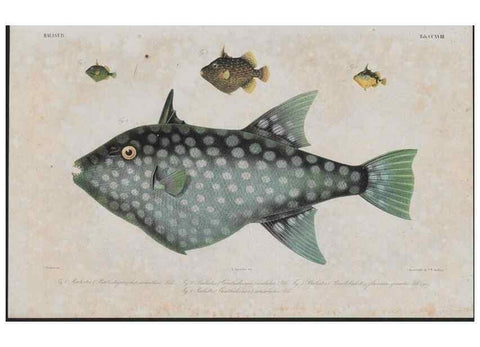 Reproducción/Reproduction 48942317426: Atlas ichthyologique des Indes orientales néêrlandaises :. Amsterdam :Frédéric Muller, editeur,1862-1878. 