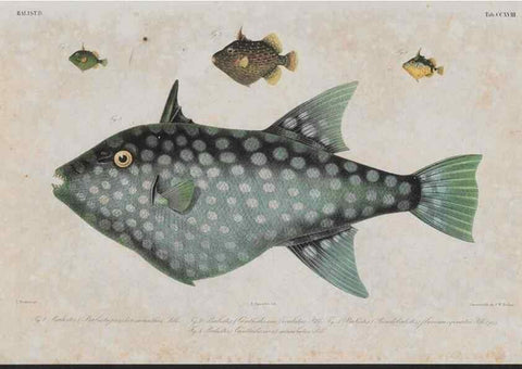 Reproducción/Reproduction 48942317426: Atlas ichthyologique des Indes orientales néêrlandaises :. Amsterdam :Frédéric Muller, editeur,1862-1878. 