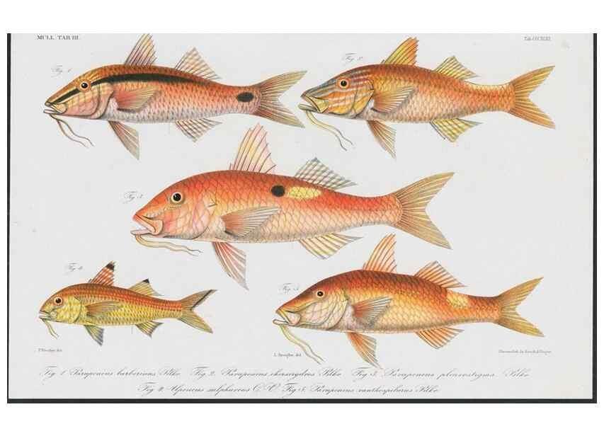 Reproducción/Reproduction 48942866052: Atlas ichthyologique des Indes orientales néêrlandaises :. Amsterdam :Frédéric Muller, editeur,1862-1878. 
