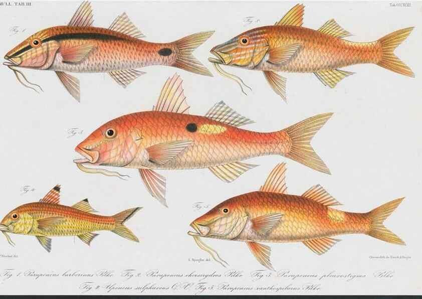 Reproducción/Reproduction 48942866052: Atlas ichthyologique des Indes orientales néêrlandaises :. Amsterdam :Frédéric Muller, editeur,1862-1878. 