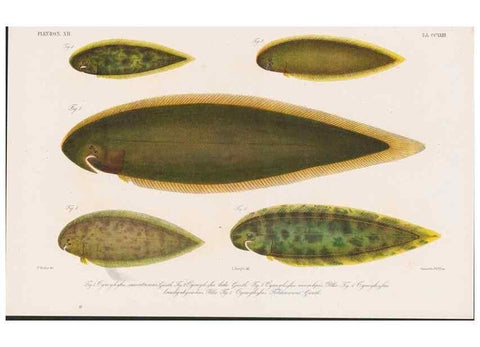 Reproducción/Reproduction 48942366756: Atlas ichthyologique des Indes orientales néêrlandaises :. Amsterdam :Frédéric Muller, editeur,1862-1878. 