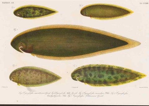 Reproducción/Reproduction 48942366756: Atlas ichthyologique des Indes orientales néêrlandaises :. Amsterdam :Frédéric Muller, editeur,1862-1878. 