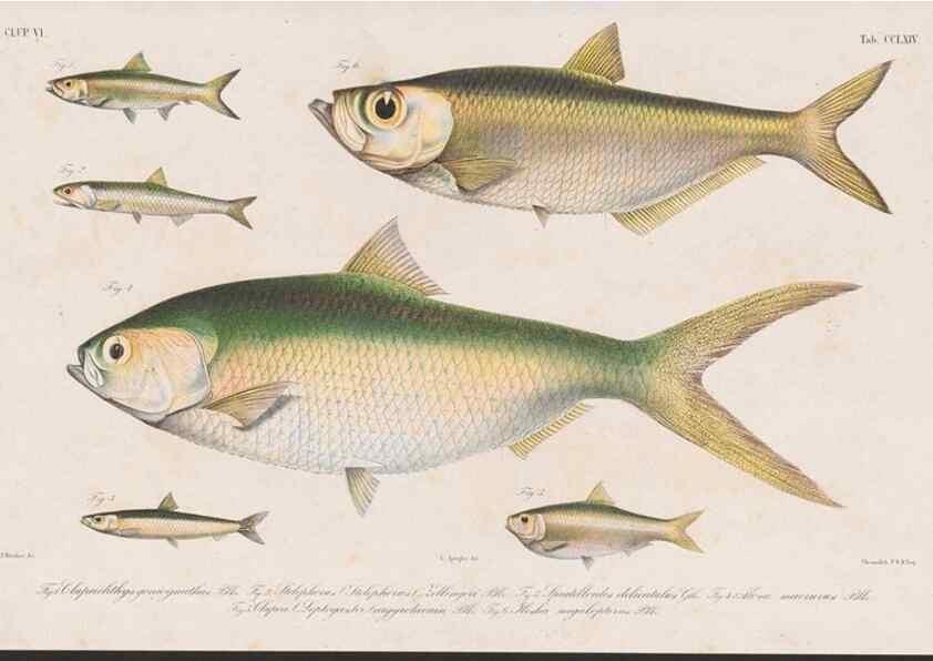 Reproducción/Reproduction 48941826843: Atlas ichthyologique des Indes orientales néêrlandaises :. Amsterdam :Frédéric Muller, editeur,1862-1878. 