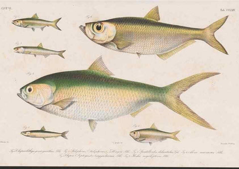 Reproducción/Reproduction 48941826843: Atlas ichthyologique des Indes orientales néêrlandaises :. Amsterdam :Frédéric Muller, editeur,1862-1878. 