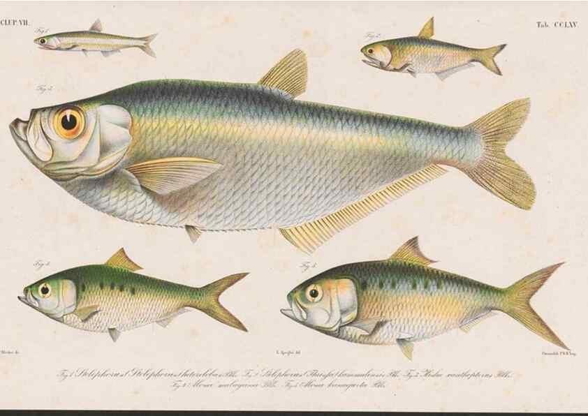 Reproducción/Reproduction 48942374806: Atlas ichthyologique des Indes orientales néêrlandaises :. Amsterdam :Frédéric Muller, editeur,1862-1878. 