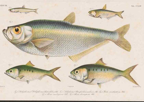 Reproducción/Reproduction 48942374806: Atlas ichthyologique des Indes orientales néêrlandaises :. Amsterdam :Frédéric Muller, editeur,1862-1878. 