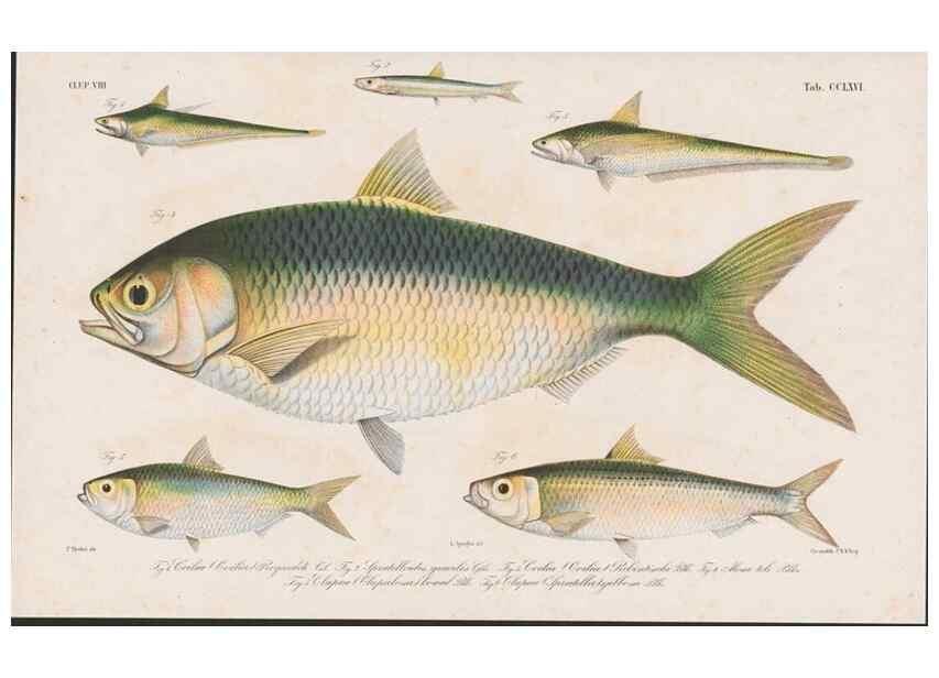 Reproducción/Reproduction 48941827703: Atlas ichthyologique des Indes orientales néêrlandaises :. Amsterdam :Frédéric Muller, editeur,1862-1878. 