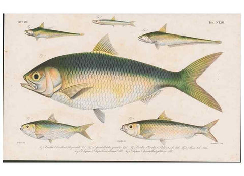 Reproducción/Reproduction 48941827703: Atlas ichthyologique des Indes orientales néêrlandaises :. Amsterdam :Frédéric Muller, editeur,1862-1878. 