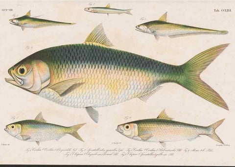 Reproducción/Reproduction 48941827703: Atlas ichthyologique des Indes orientales néêrlandaises :. Amsterdam :Frédéric Muller, editeur,1862-1878. 