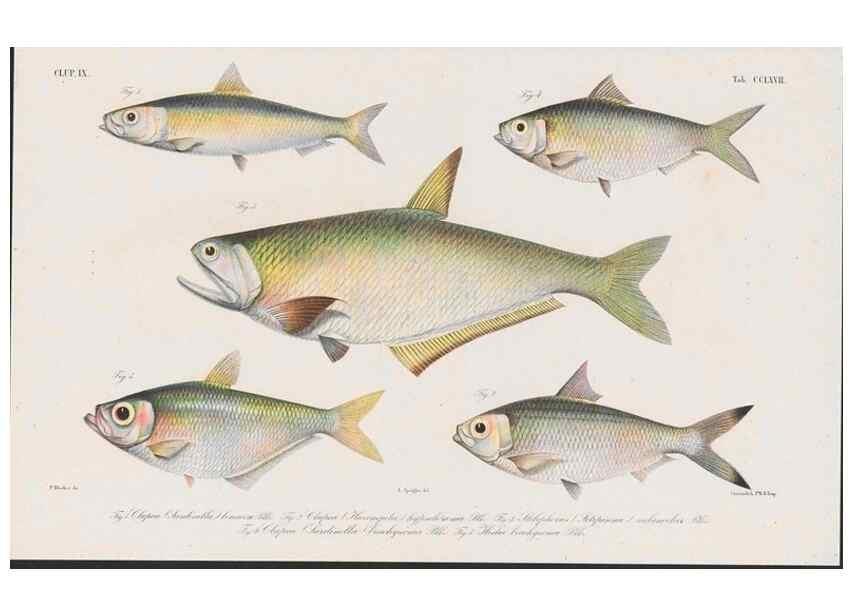 Reproducción/Reproduction 48942566417: Atlas ichthyologique des Indes orientales néêrlandaises :. Amsterdam :Frédéric Muller, editeur,1862-1878. 