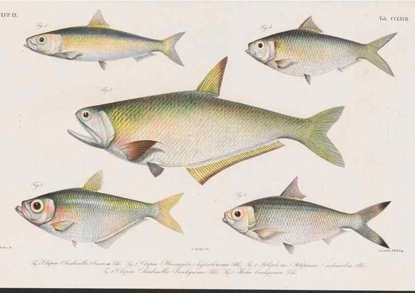 Reproducción/Reproduction 48942566417: Atlas ichthyologique des Indes orientales néêrlandaises :. Amsterdam :Frédéric Muller, editeur,1862-1878. 