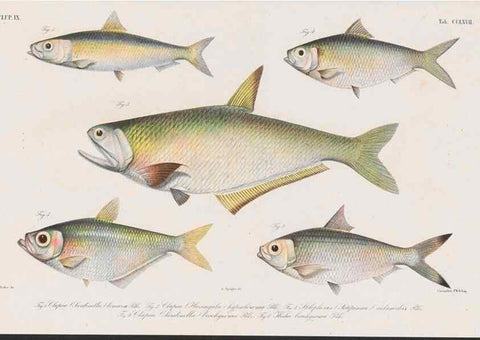 Reproducción/Reproduction 48942566417: Atlas ichthyologique des Indes orientales néêrlandaises :. Amsterdam :Frédéric Muller, editeur,1862-1878. 