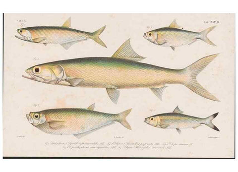 Reproducción/Reproduction 48941828333: Atlas ichthyologique des Indes orientales néêrlandaises :. Amsterdam :Frédéric Muller, editeur,1862-1878. 