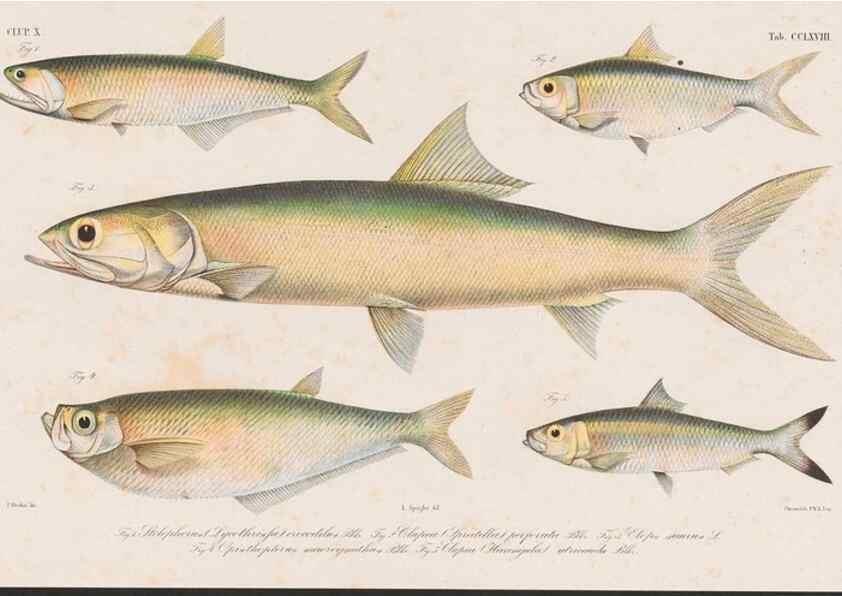 Reproducción/Reproduction 48941828333: Atlas ichthyologique des Indes orientales néêrlandaises :. Amsterdam :Frédéric Muller, editeur,1862-1878. 