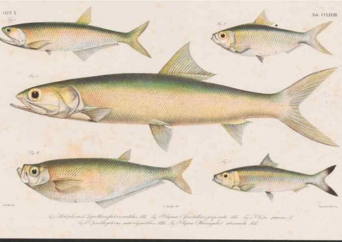 Reproducción/Reproduction 48941828333: Atlas ichthyologique des Indes orientales néêrlandaises :. Amsterdam :Frédéric Muller, editeur,1862-1878. 