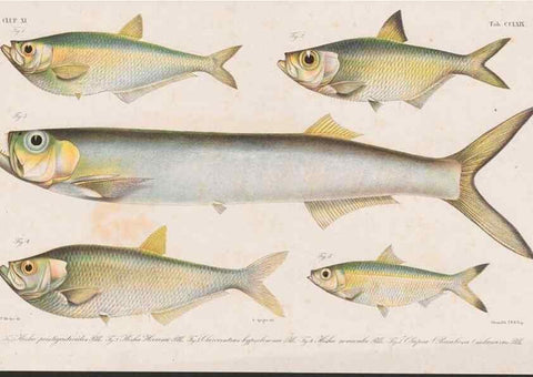 Reproducción/Reproduction 48941828688: Atlas ichthyologique des Indes orientales néêrlandaises :. Amsterdam :Frédéric Muller, editeur,1862-1878. 