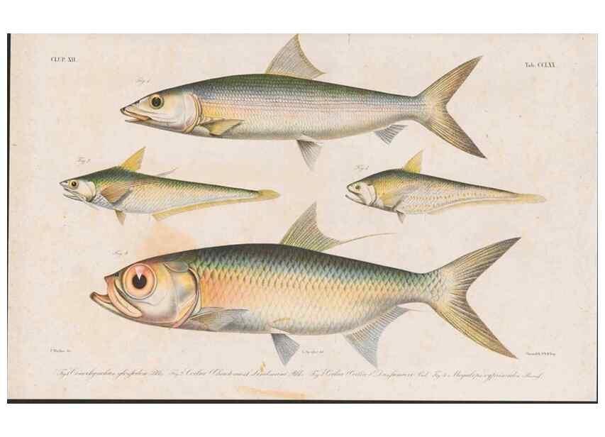 Reproducción/Reproduction 48942376691: Atlas ichthyologique des Indes orientales néêrlandaises :. Amsterdam :Frédéric Muller, editeur,1862-1878. 