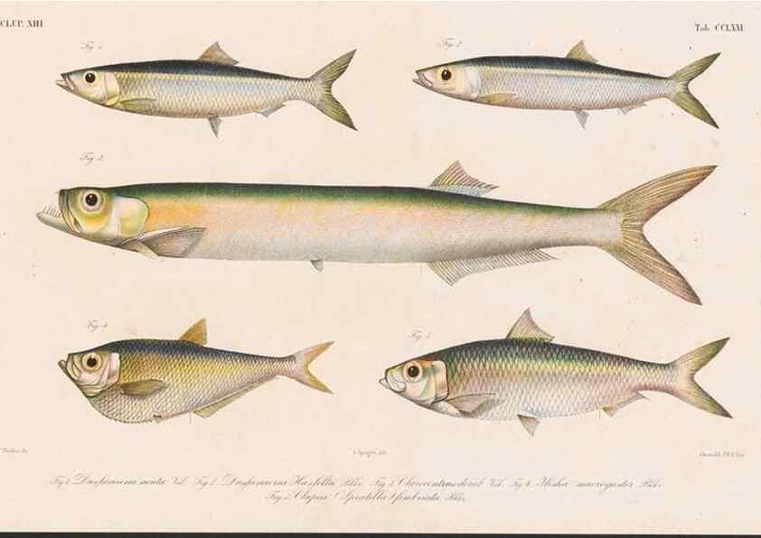 Reproducción/Reproduction 48941829483: Atlas ichthyologique des Indes orientales néêrlandaises :. Amsterdam :Frédéric Muller, editeur,1862-1878. 
