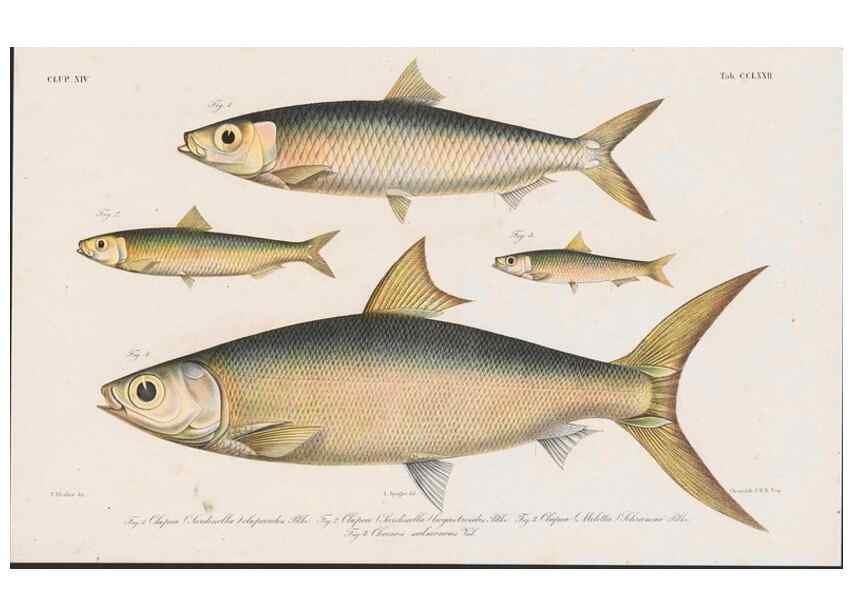 Reproducción/Reproduction 48942377516: Atlas ichthyologique des Indes orientales néêrlandaises :. Amsterdam :Frédéric Muller, editeur,1862-1878. 