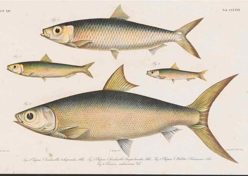 Reproducción/Reproduction 48942377516: Atlas ichthyologique des Indes orientales néêrlandaises :. Amsterdam :Frédéric Muller, editeur,1862-1878. 
