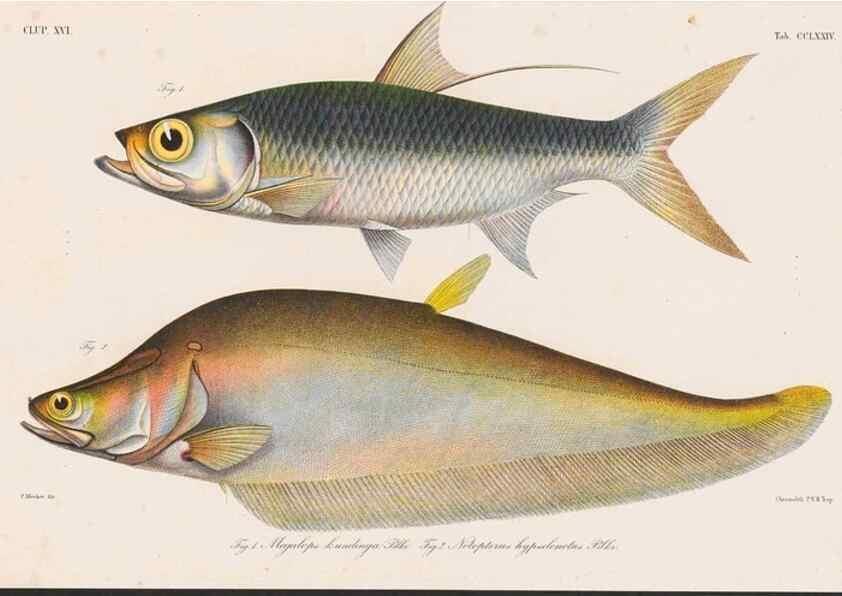 Reproducción/Reproduction 48942569127: Atlas ichthyologique des Indes orientales néêrlandaises :. Amsterdam :Frédéric Muller, editeur,1862-1878. 