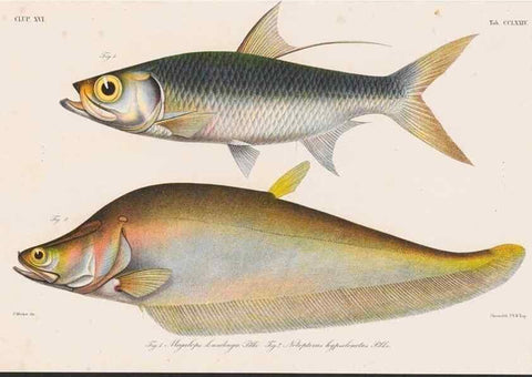 Reproducción/Reproduction 48942569127: Atlas ichthyologique des Indes orientales néêrlandaises :. Amsterdam :Frédéric Muller, editeur,1862-1878. 