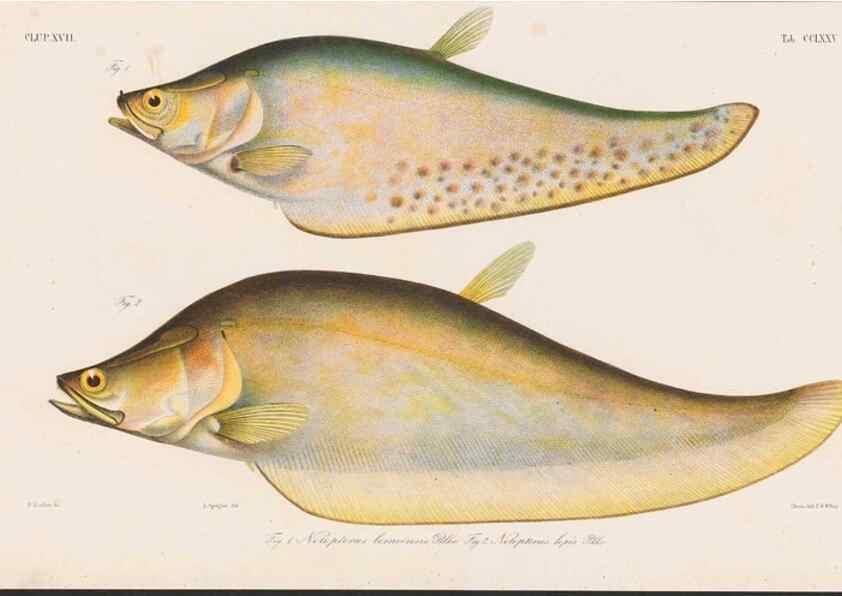 Reproducción/Reproduction 48942378546: Atlas ichthyologique des Indes orientales néêrlandaises :. Amsterdam :Frédéric Muller, editeur,1862-1878. 