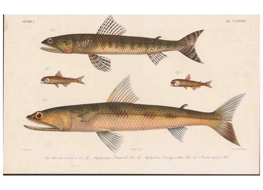 Reproducción/Reproduction 48941831638: Atlas ichthyologique des Indes orientales néêrlandaises :. Amsterdam :Frédéric Muller, editeur,1862-1878. 