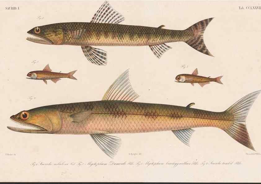 Reproducción/Reproduction 48941831638: Atlas ichthyologique des Indes orientales néêrlandaises :. Amsterdam :Frédéric Muller, editeur,1862-1878. 
