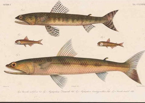 Reproducción/Reproduction 48941831638: Atlas ichthyologique des Indes orientales néêrlandaises :. Amsterdam :Frédéric Muller, editeur,1862-1878. 