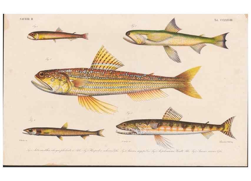 Reproducción/Reproduction 48942570602: Atlas ichthyologique des Indes orientales néêrlandaises :. Amsterdam :Frédéric Muller, editeur,1862-1878. 
