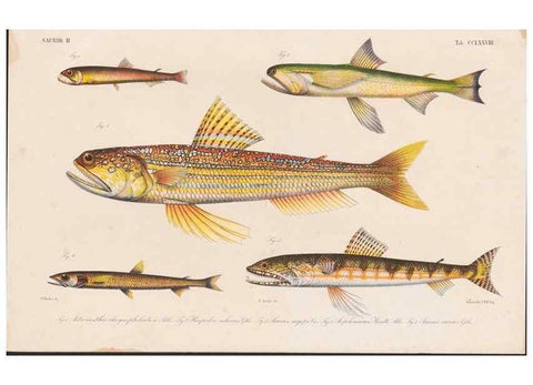 Reproducción/Reproduction 48942570602: Atlas ichthyologique des Indes orientales néêrlandaises :. Amsterdam :Frédéric Muller, editeur,1862-1878. 