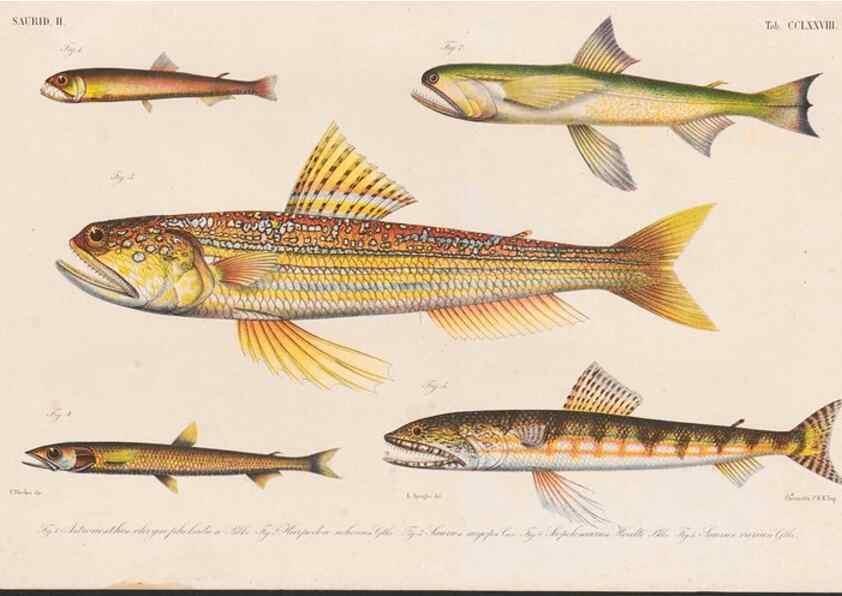 Reproducción/Reproduction 48942570602: Atlas ichthyologique des Indes orientales néêrlandaises :. Amsterdam :Frédéric Muller, editeur,1862-1878. 